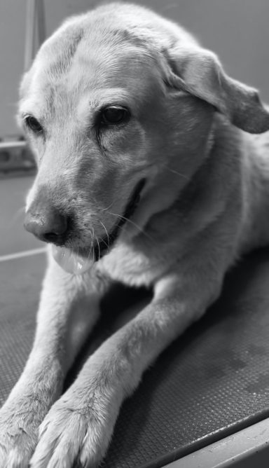 Labrador Grooms.