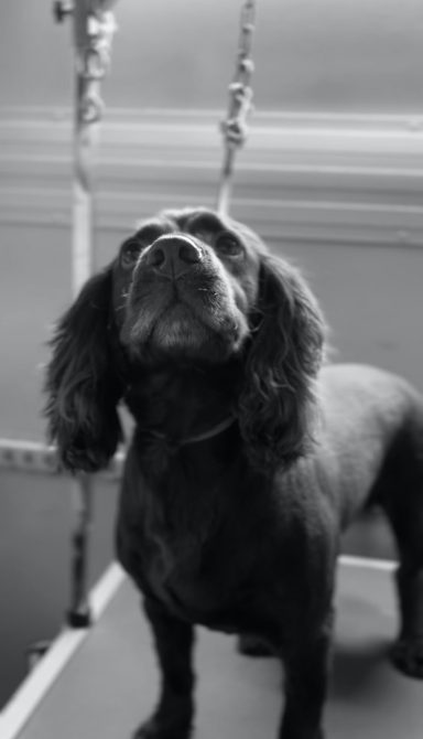 Spaniel Loving His Spa Day